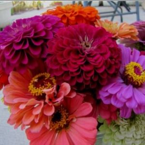 Meet your Posher, Erin